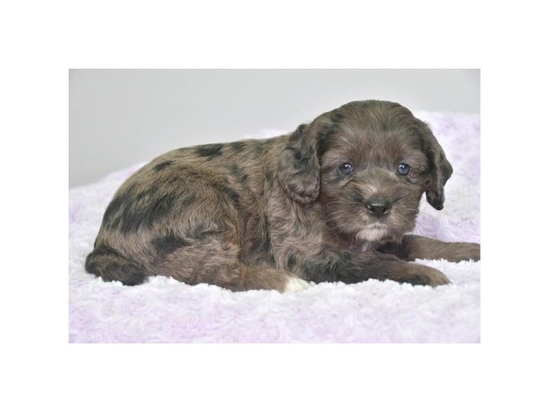 Cock A Poo Dog Male Blue Merle 16502