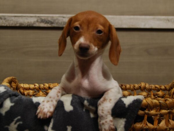 Dachshund DOG Female Tan & White 16488 Petland Iowa City, Iowa