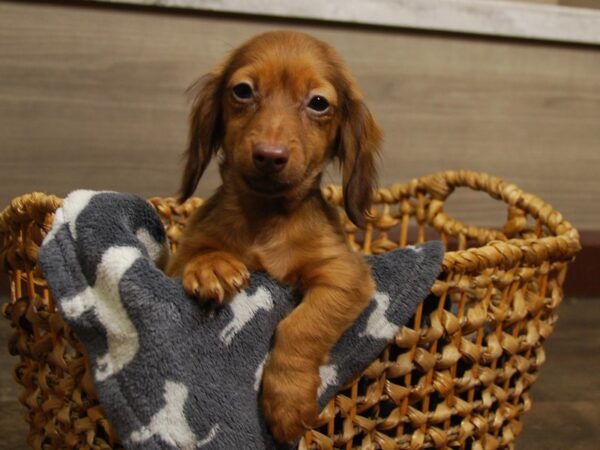 Dachshund DOG Female Chocolate & Tan 16388 Petland Iowa City, Iowa