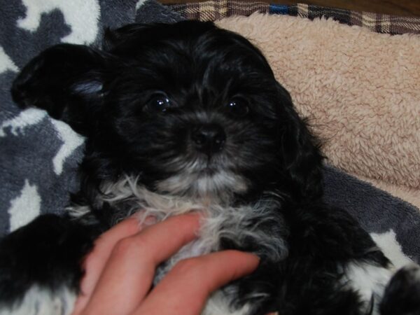 ShizaPoo DOG Male Black / White 16480 Petland Iowa City, Iowa