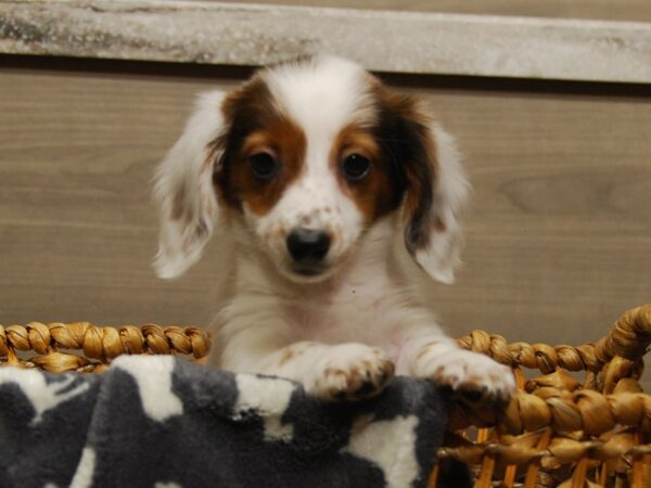 Dachshund DOG Female Party 16487 Petland Iowa City, Iowa