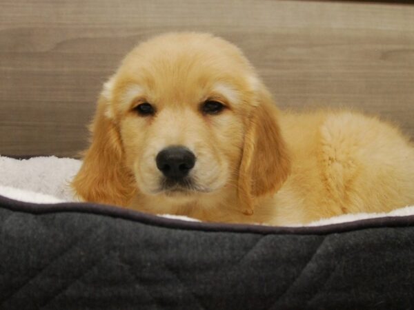 Golden Retriever DOG Male Golden 16498 Petland Iowa City, Iowa