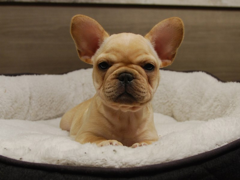 French Bulldog Dog Female Cream 16497
