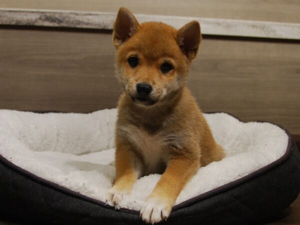 Shiba Inu DOG Male Red 16500 Petland Iowa City, Iowa