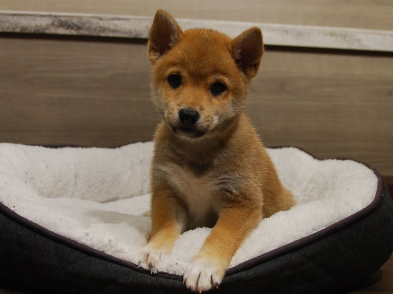 Shiba Inu Dog Male Red 16500
