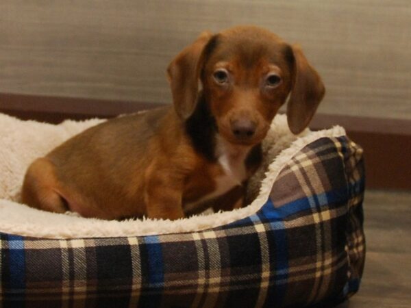 Dachshund DOG Male Tan 16489 Petland Iowa City, Iowa