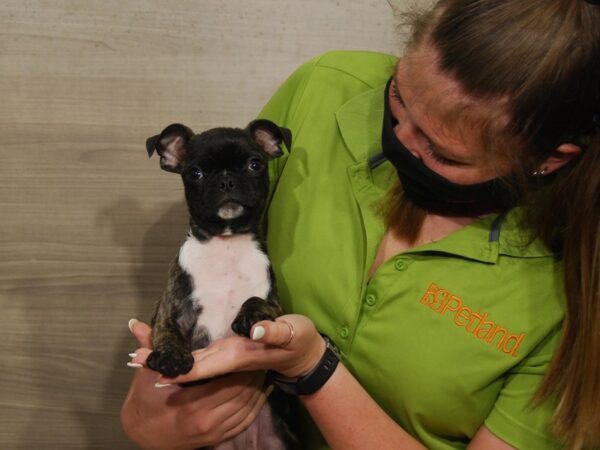 Pug/Boston Terrier-DOG-Male-Brindle-16486-Petland Iowa City, Iowa