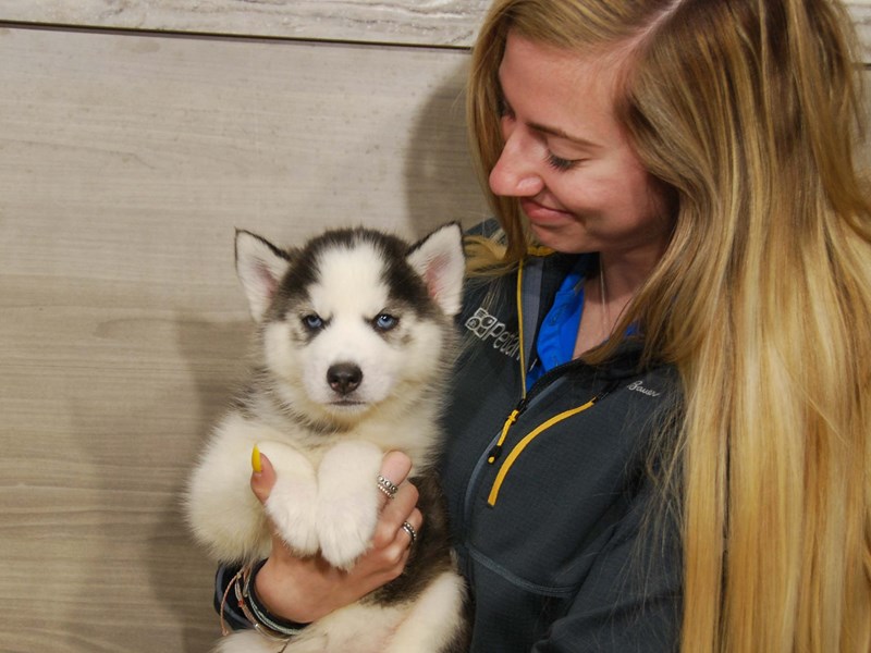 Siberian Husky Dog Female Black / White 16501