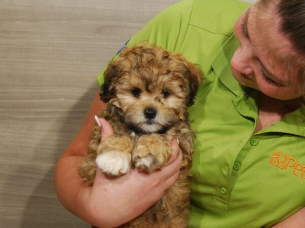 ShizaPoo-DOG-Female-Brown-16478-Petland Iowa City, Iowa