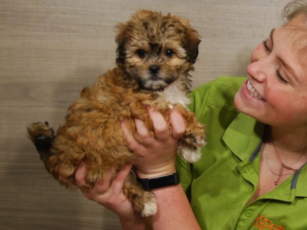 ShizaPoo-DOG-Male-Brown / White-16479-Petland Iowa City, Iowa