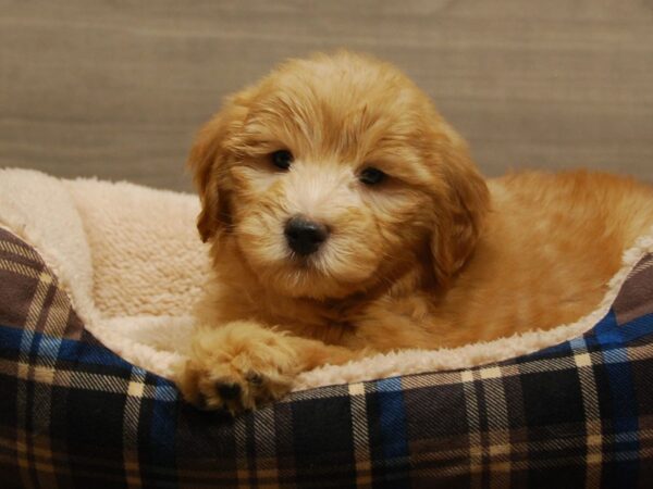 Goldendoodle Mini 2nd Gen DOG Female Apricot 16503 Petland Iowa City, Iowa