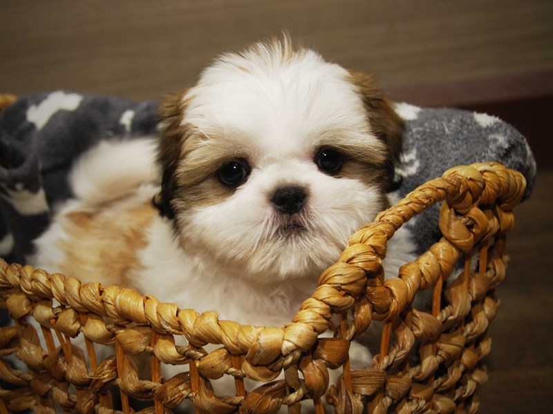 Shih Tzu Dog Male Red / White 16510