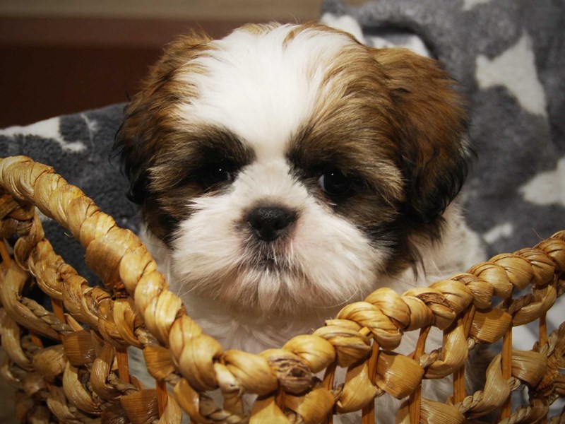 Shih Tzu Dog Female Red / White 16508