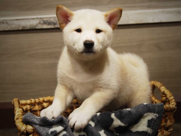 Shiba Inu DOG Male Cream 16507 Petland Iowa City, Iowa