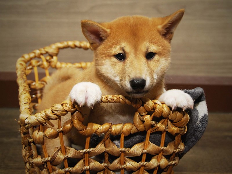 Shiba Inu Dog Male Red / White 16506