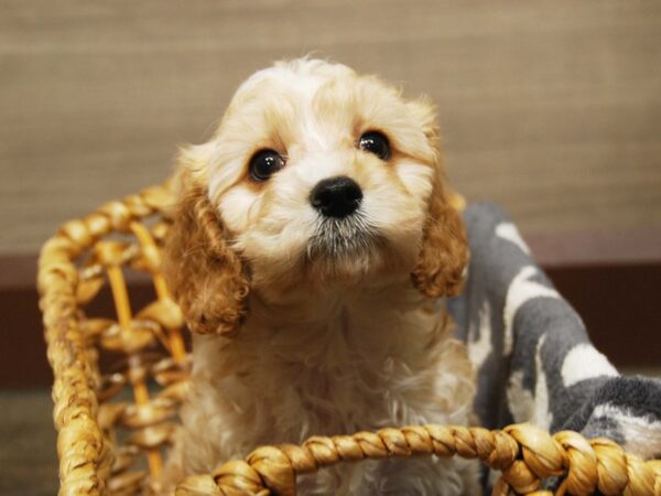 Cavapoo DOG Male White & cream 16504 Petland Iowa City, Iowa