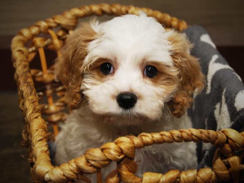 Cavapoo Dog Male White & cream 16505