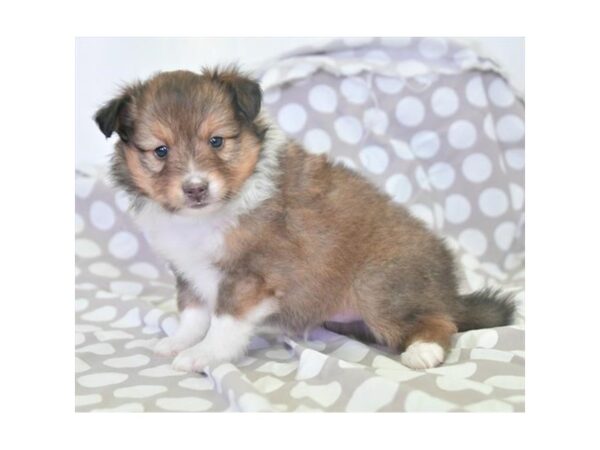 Shetland Sheepdog DOG Male Sable / White 16515 Petland Iowa City, Iowa