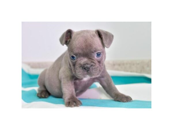 French Bulldog DOG Female Blue 16512 Petland Iowa City, Iowa