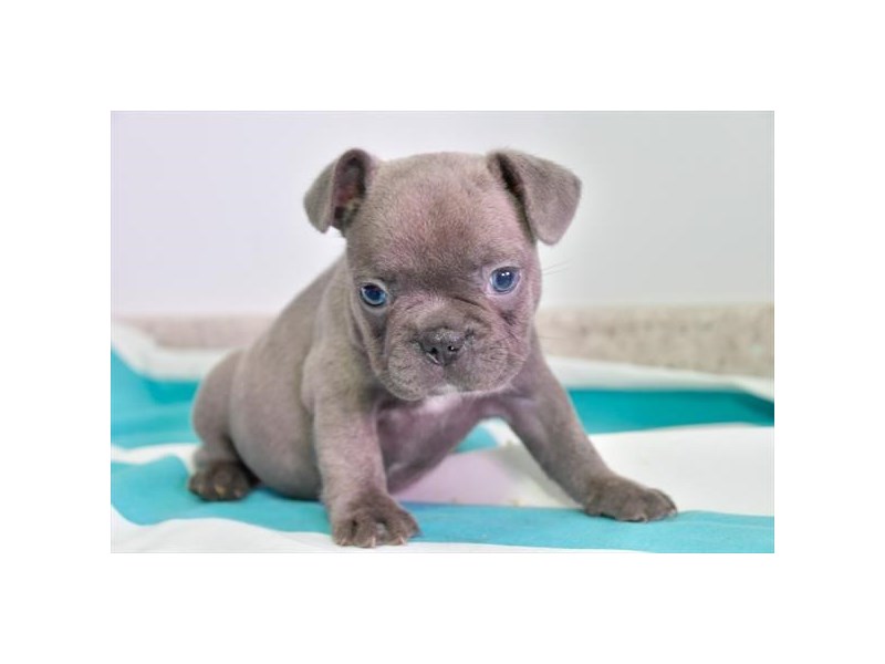 French Bulldog Dog Female Blue 16512
