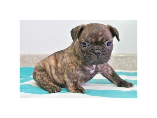 French Bulldog DOG Male Brindle 16513 Petland Iowa City, Iowa