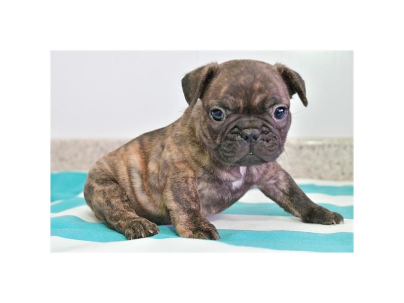 French Bulldog Dog Male Brindle 16513
