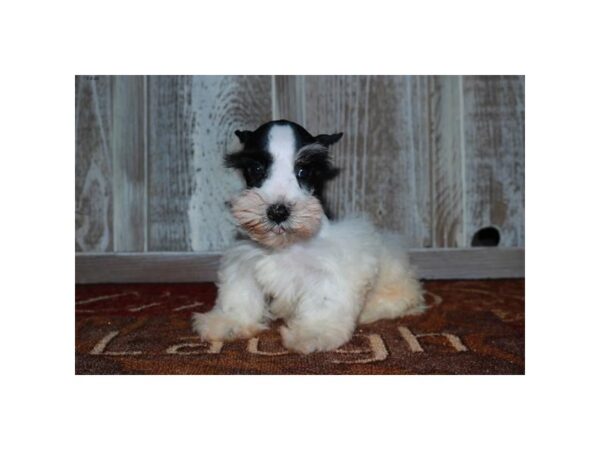 Miniature Schnauzer DOG Female Black / White 16514 Petland Iowa City, Iowa