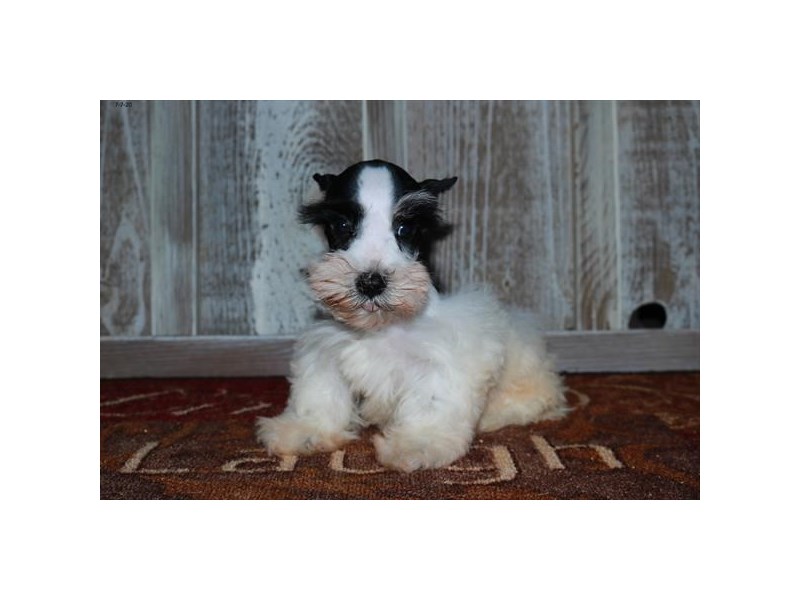 Miniature Schnauzer Dog Female Black / White 16514