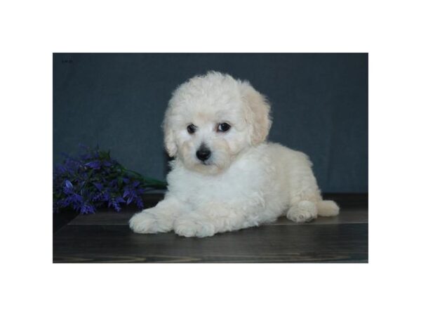 Bichon/Poodle DOG Female White / Cream 16519 Petland Iowa City, Iowa