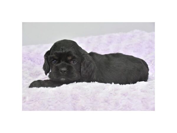 Cocker Spaniel DOG Male Black 16511 Petland Iowa City, Iowa