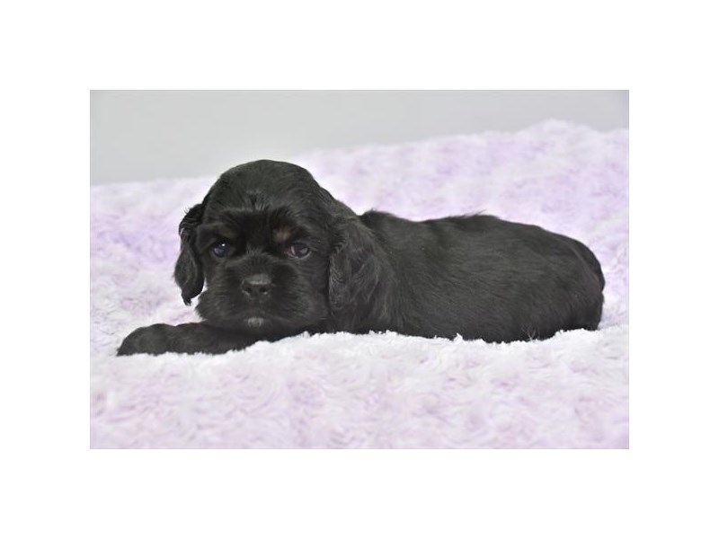 Cocker Spaniel Dog Male Black 16511