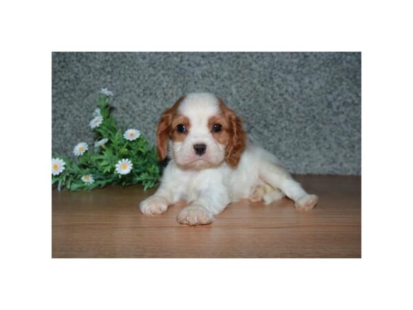 Cavalier King Charles Spaniel DOG Female Blenheim 16533 Petland Iowa City, Iowa