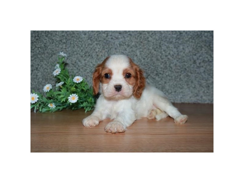 Cavalier King Charles Spaniel Dog Female Blenheim 16533
