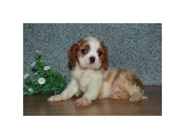 Cavalier King Charles Spaniel DOG Male Blenheim 16534 Petland Iowa City, Iowa