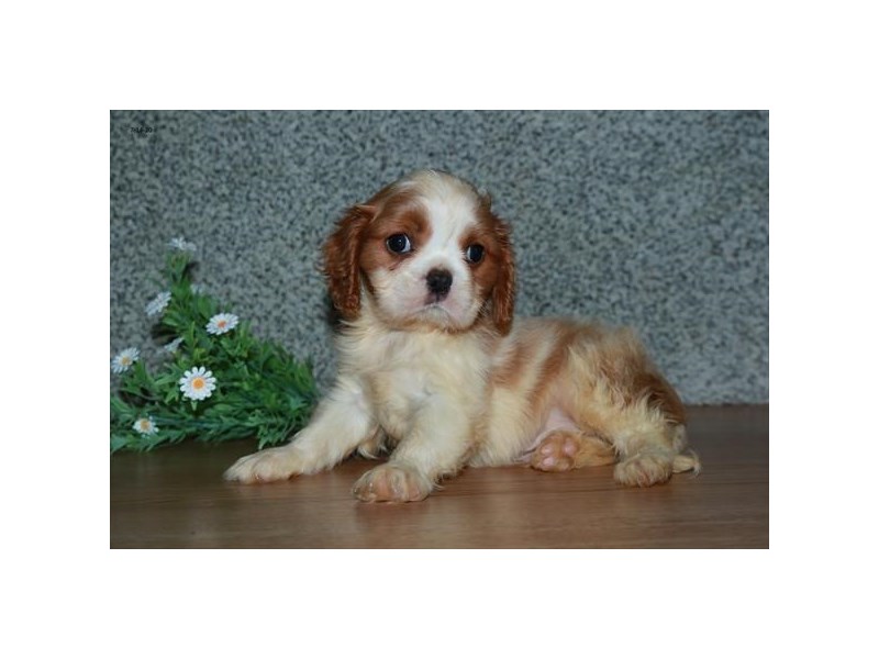 Cavalier King Charles Spaniel Dog Male Blenheim 16534