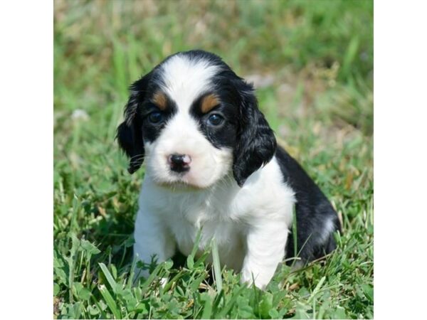 English Springer Spaniel-DOG-Female-Black White / Tan-16535-Petland Iowa City, Iowa