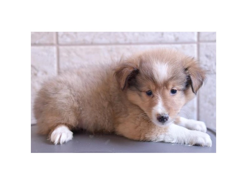 Shetland Sheepdog Dog Male Sable / White 16530