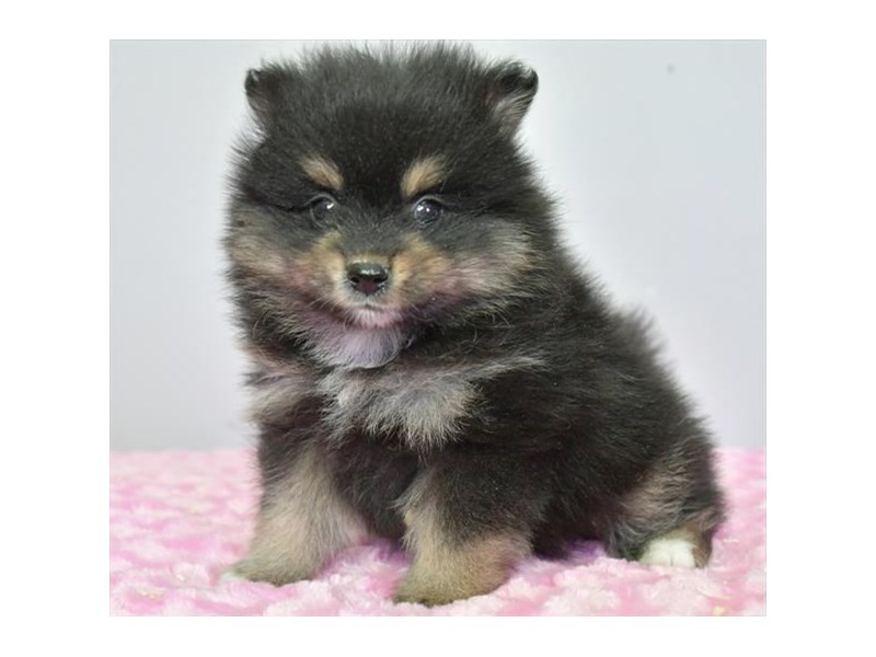Pomeranian Dog Male Black / Tan 16529