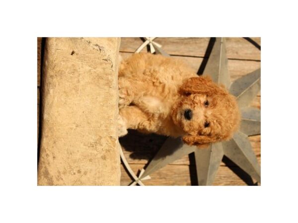 Goldendoodle Mini 2nd Gen DOG Male Tan 16536 Petland Iowa City, Iowa