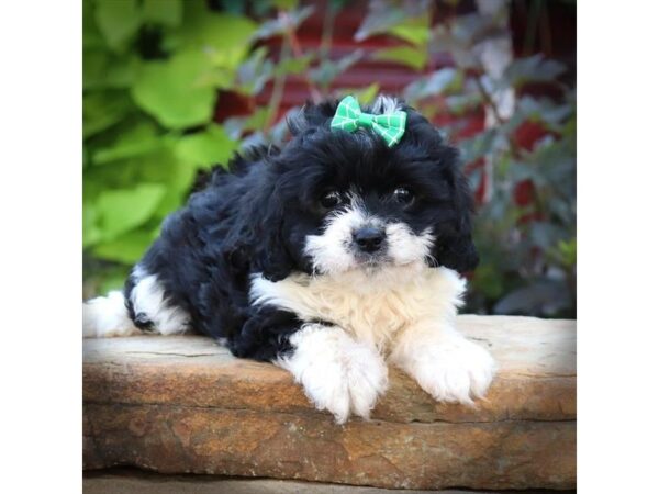 Cavapoo DOG Female Black / White 16541 Petland Iowa City, Iowa