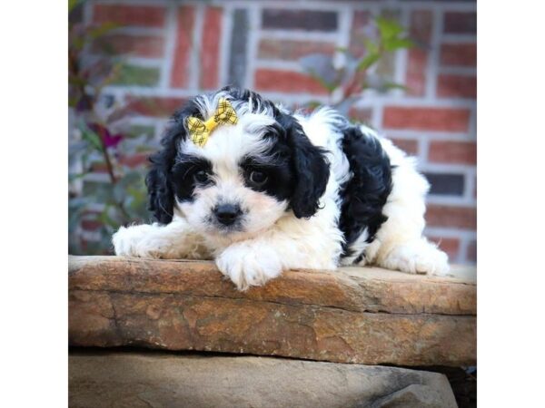 Cavapoo DOG Female Black / White 16542 Petland Iowa City, Iowa