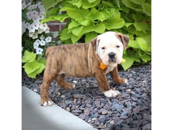 Victorian Bulldoge DOG Male Brindle / White 16540 Petland Iowa City, Iowa