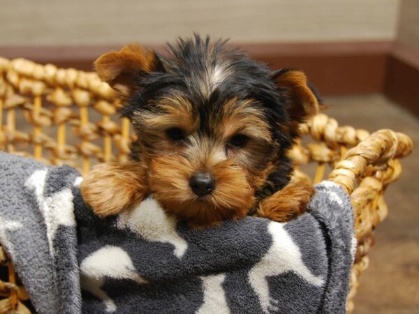 Yorkshire Terrier DOG Female Black & Gold 16543 Petland Iowa City, Iowa