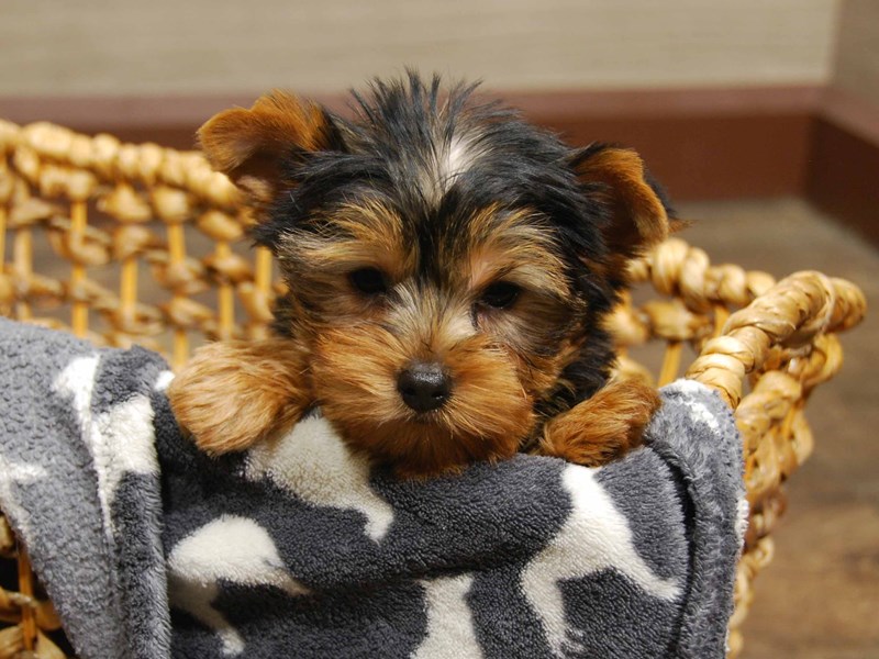 Yorkshire Terrier Dog Female Black & Gold 16543