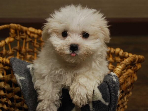 Maltese DOG Male White 16545 Petland Iowa City, Iowa