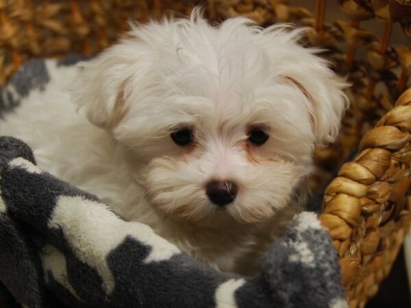 Maltese DOG Female White 16546 Petland Iowa City, Iowa