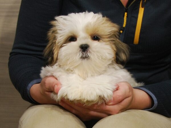 Shih Tzu DOG Female Brown & White 16459 Petland Iowa City, Iowa