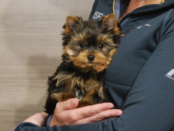 Yorkshire Terrier DOG Male Black & Tan 16522 Petland Iowa City, Iowa