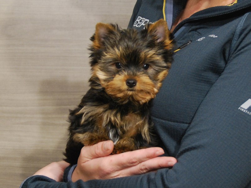 Yorkshire Terrier Dog Male Black & Tan 16522