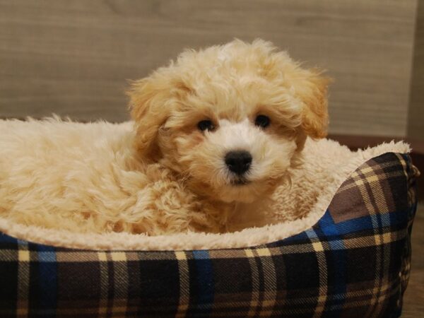 Poodle/Bichon-DOG-Male-Cream / White-16518-Petland Iowa City, Iowa